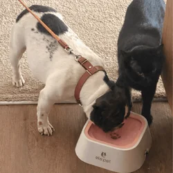 Female Frenchie looking for new home