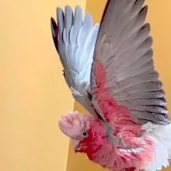 Rose Breasted Cockatoo