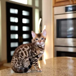 Bengal kitten