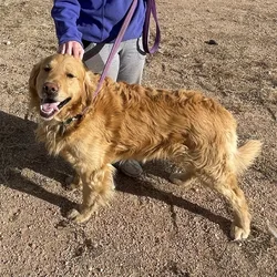 Golden Retriever Adult Male