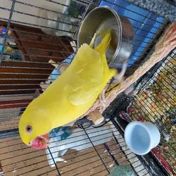 Indian Ringneck
