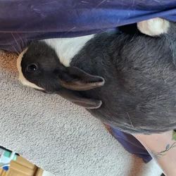 Dutch Dwarf Bunnies