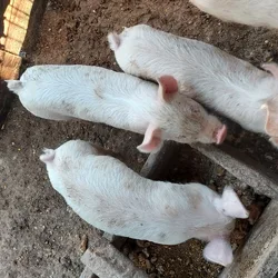 Pig