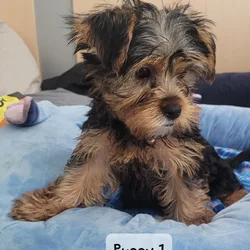 Yorkie Puppies