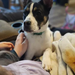 Sweet Puppy Looking for Forever Home