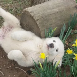 Pyrenees Puppies