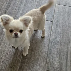 Cream Applehead Chihuahua Puppy