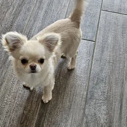 Gorgeous Cream Applehead Chihuahua Puppy