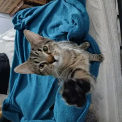 Male cat