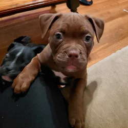 Purebred eight week old bulldog puppies for sale
