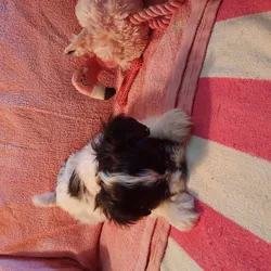 Shih poo puppies