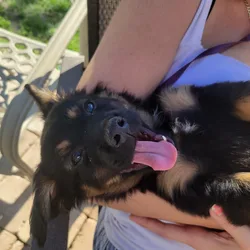 Adorable Male Chiweenie puppy 🐶 (Last One)