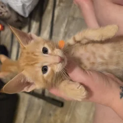 Oriental kittens
