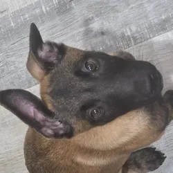 Malinois girl 509-240-9623