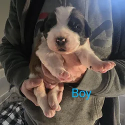 AKC Saint Bernard