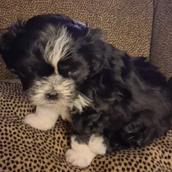 Cookie she is a shi tzu Maltipoo mix