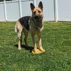 Rehoming Female German Shepherd