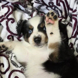 Mini Aussies