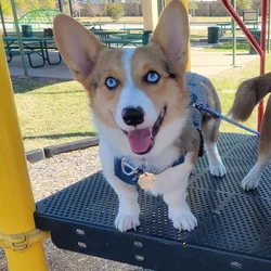Wonderful, Cuddly Blue Merle Corgi