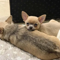 AKC smooth coat blue fawn boy