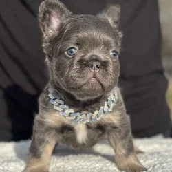 French bulldog AKC