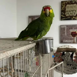 Red Lored Parrot
