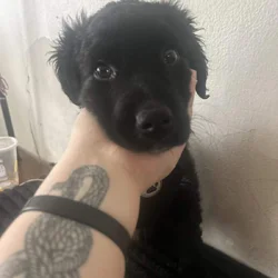 9 week old puppy