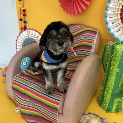 New home needed for Scarlow!