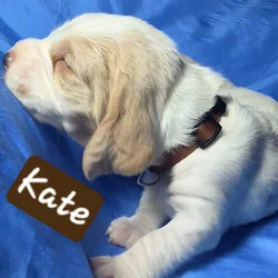 Kate- female basset hound puppy