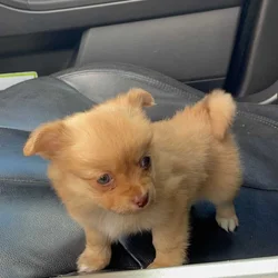 Tiny Pomchi Girl 🌸🩷