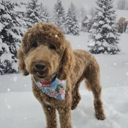 Goldendoodle Male