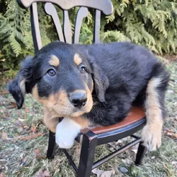 Energetic English Shepherd puppy Max