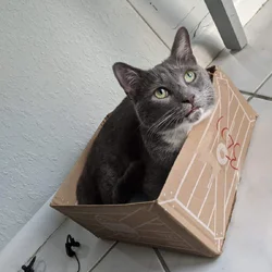 Adult Male Cat – Needs Quiet, Experienced Home