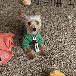 Free 2 year old male yorkie