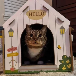 Nova - A Sweet 4yo Cat Needs a New Home!