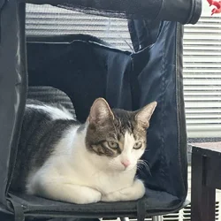 Lovable & Energetic 10month old male kitten
