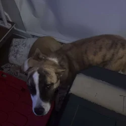 Dogs for Re-Home