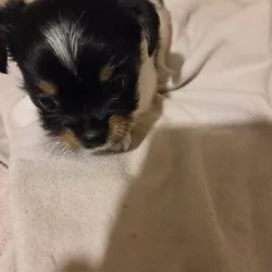 Parti yorkies male purebred