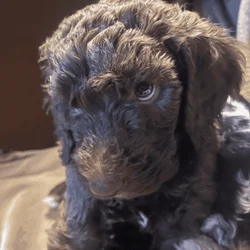 Poodle Puppies
