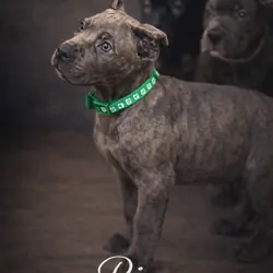 Full Blooded Cane Corso Pups. ICCF Registered.