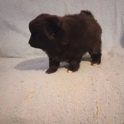 Purebred pomeranian puppies 2 boys 2 girls $650