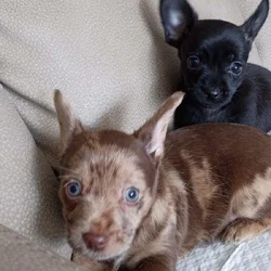 DIVINE MERLE CHORKIES