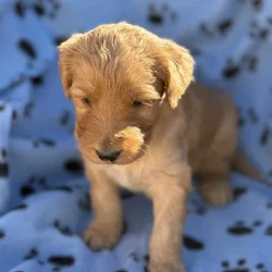 Goldendoodle