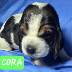 Cora- female basset hound puppy