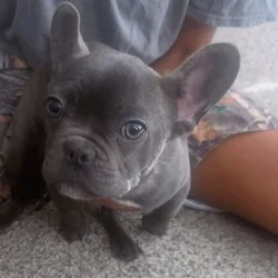 Frenchie pups