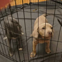 Pit and pocket pit mix 9wks old