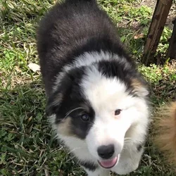 Australian Puppies ready to go!