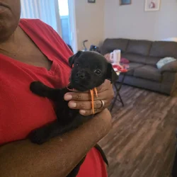 Puppies (Yorkshire and Rat Terrier mixed ICA Regi)