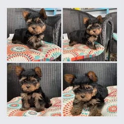Teacup Yorkies