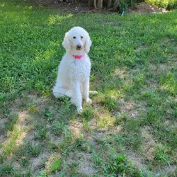 Poodle